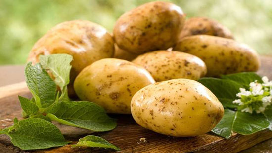الزراعة توافق علي استيراد 125 ألف طن تقاوي بطاطس للعروة الصيفي
