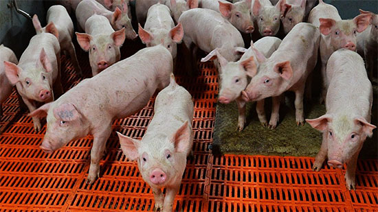 الصين تعلن عن 4 بؤر جديدة لمرض حمى الخنازير