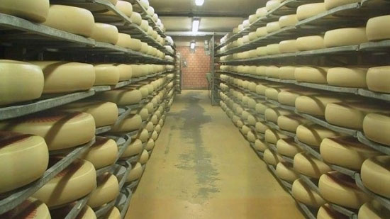في سويسرا فقط.. الجبن يسمع موسيقى 