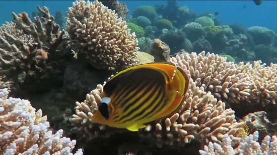 دراسة: الشعب المرجانية لديها حاسة 