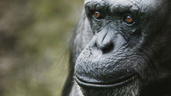  التايمز : قردة الشمبانزي تتخذ قرارات أكثر منطقية من الإنسان 