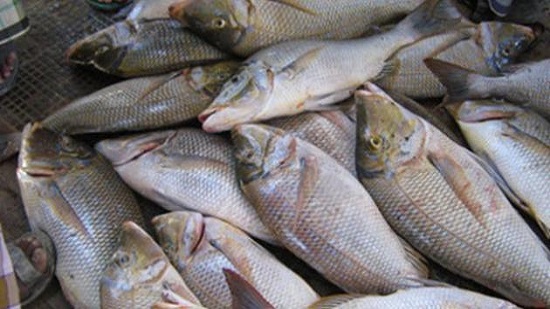  الوطن العمانية : الثروة السمكية تدعم الاقتصاد العماني

