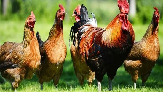 علماء يطورون دجاج معدل جينيا لمكافحة الإنفلونزا