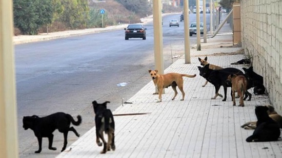  نقيب البيطريين: قتل كلاب الشوارع يعرضنا لخطر حقيقي 
