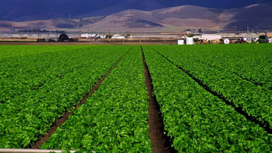 مشروعات كليات الزراعة وتطوير المزارع