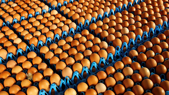 محرز: 5 مشروعات لإنتاج 400 دجاجة ومليار بيضة