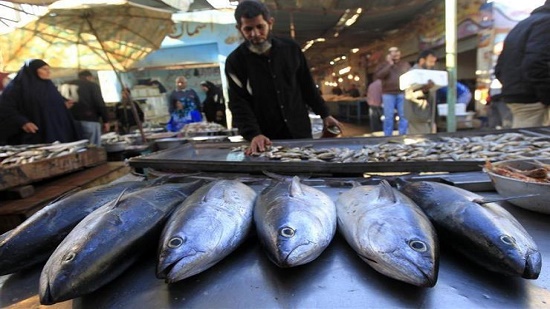 ارتفاع البلطي وانخفاض المكرونة.. أسعار الأسماك بسوق العبور اليوم
