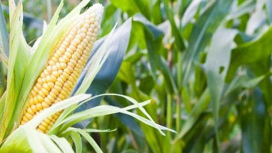 نقيب الفلاحين: الذرة حل لارتفاع أسعار الأعلاف ..ونحتاج خطة للوصول للأمن الغذائي