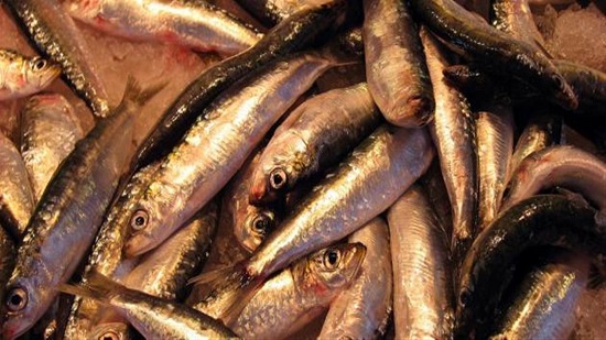 مع اقتراب شم النسيم.. دليلك للتعرف على سلامة الأسماك المملحة
