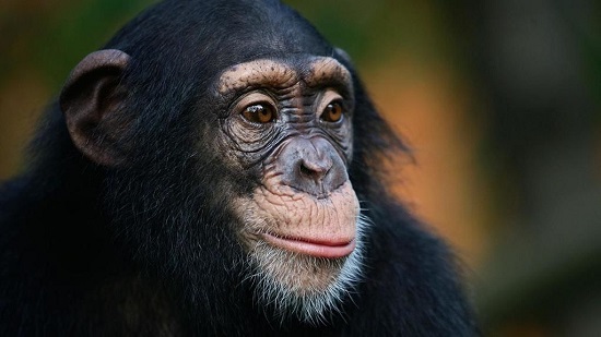 الشمبانزي يمتلكون ثقافتهم الخاصة بهم، والبشر يدمرونها
