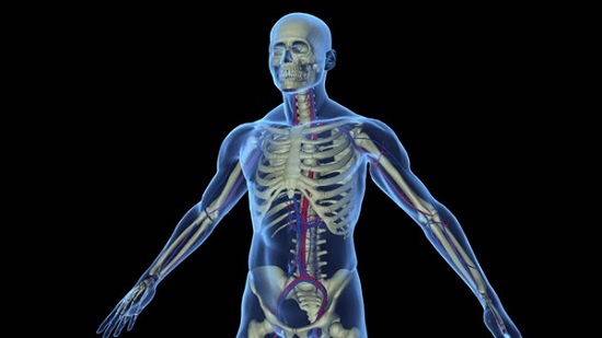 علماء ألمان يبتكرون تقنية تجعل أعضاء الجسم شفافة