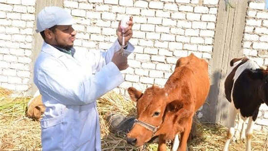 وزير الزراعة: تحصين 2 مليون و381 ألف رأس ماشية ضد الجلد العقدي