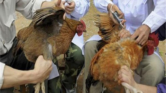 الزراعة: تحصين 3 ملايين طائر ضد أنفلونزا الطيور في أبريل