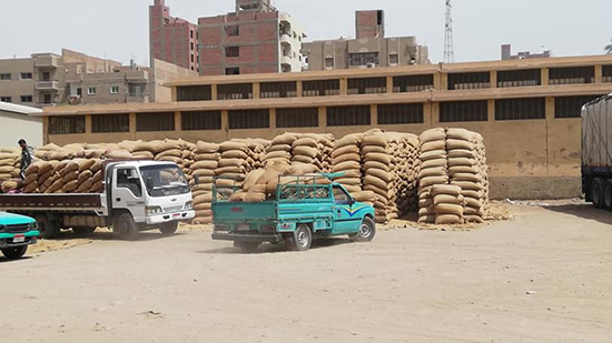 محافظ أسيوط: استمرار استلام القمح من المزراعين والموردين بالشون والصوامع وتوريد 130 ألف طن حتى الآن