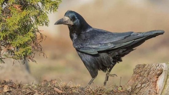 منظمات البيئة تعترض على حصة صيد طائر القبرة في رومانيا