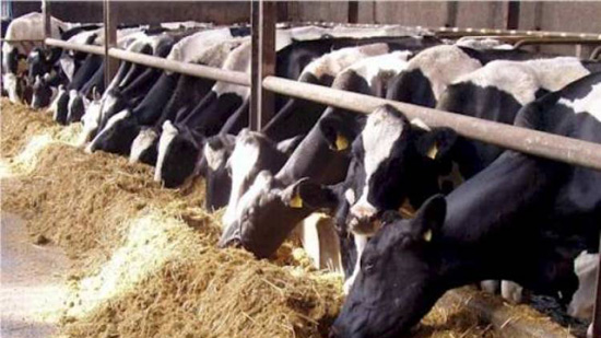 «الثروة الحيوانية» يبحث زيادة إنتاج اللحوم والألبان