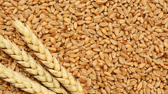  زراعة أسيوط : تخطى المستهدف من توريد محصول القمح وتوريد 145 ألف طن