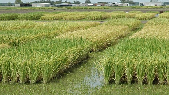  الحكومة ترد على شائعات تدمير محصول الأرز
