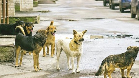 الكلاب الضالة  - صورة أرشيفية