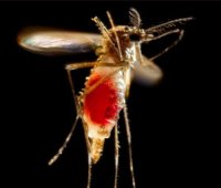 البعوض ينقل طفيل الملاريا القاتل