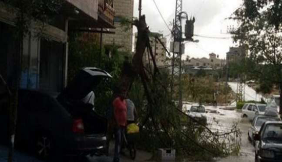 بالصور| الرياح تقتلع الأشجار وأعمدة الإنارة في فلسطين