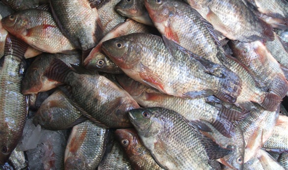  هيئة الثروة السمكية: السيسي يتابع نفوق الأسماك بكفر الشيخ والبحيرة