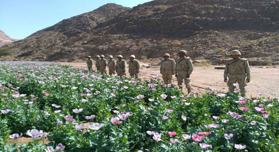 الجيش الثاني الميداني يضبط أطنان من المخدرات ويعدم 114 مزرعة خشخاش