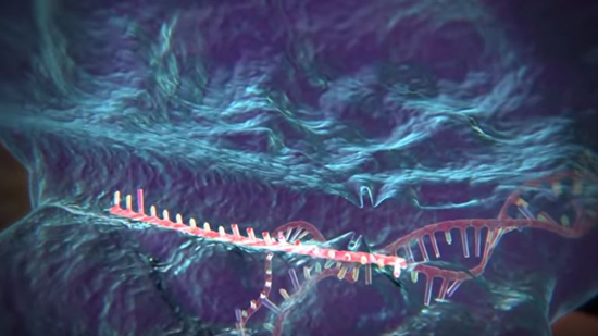  باحثون يتمكنون من تحرير جينات فيروس نقص المناعة البشرية من الحيوانات