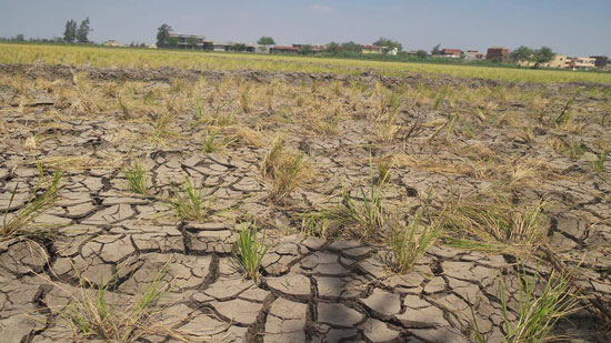 السادات يتوجه ببيان عاجل بشأن تعرض الأراضى الزراعية للجفاف
