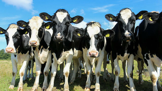 البقرة الإسرائيلية تنتج أكبر كمية حليب عالميًا 