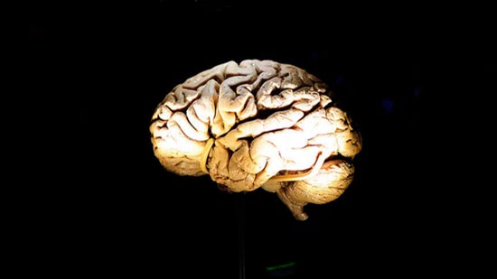 علماء يتمكنون من زراعة ذكريات زائفة في الدماغ 