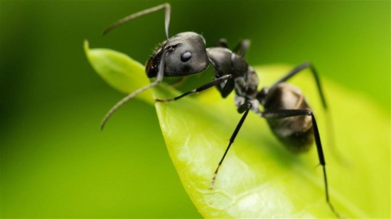 كيف ينفذ النمل عمليات الاغتيال المدبرة؟