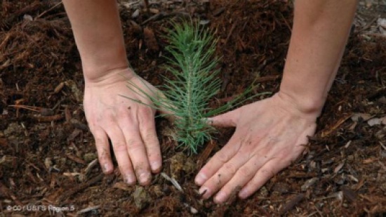 زراعة مليون شجرة على الطريق الدولي بتكلفة 450 ألف جنيه في كفر الشيخ