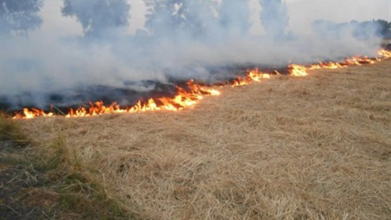البيئة: حوافز إقناع المزارعين بالامتناع عن حرق قش الأرز