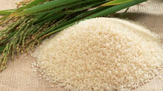 وزير البيئة: إلزام المزارعين بزراعة 700 ألف فدان أرز فقط 