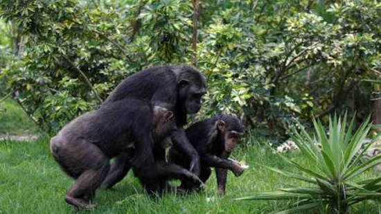 دراسة تؤكد أن قرود الشمبانزي والبونوبو من أصل واحد