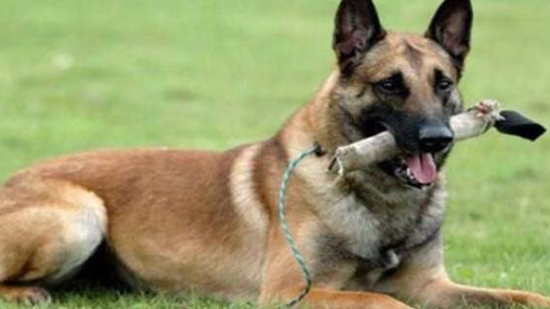 مصدر أمني: الكلاب البوليسية ساهمت في ضبط رئيس المحكمة بـ69 كيلو حشيش