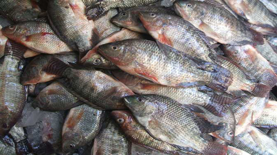خبير: 5 جهات دولية أكدت جودة السمك البلطي المصري