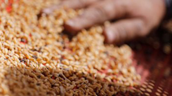 رويترز: مصر تشترى 360 ألف طن من القمح فى مناقصة