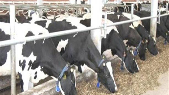  طوارئ بالأقصر بعد ظهور بؤرتين للحمي القلاعية.. والطب البيطري تغلق أسواق الماشية