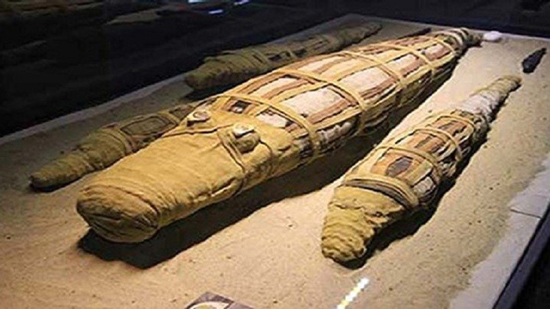 اكتشاف مومياء لتمساح عملاق في مصر