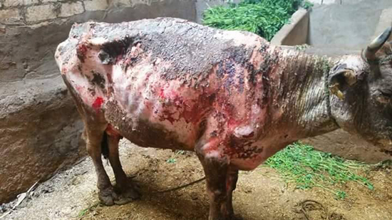 بالصور..شكل البقرة المريضة بعد ضبطها ببني سويف قبل ذبحها  