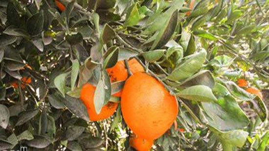 البرتقال يعالج عسر الهضم ويعزز صحة الجهاز المناعى