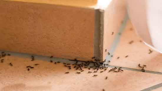أفضل 8 طرق للتخلص من النمل