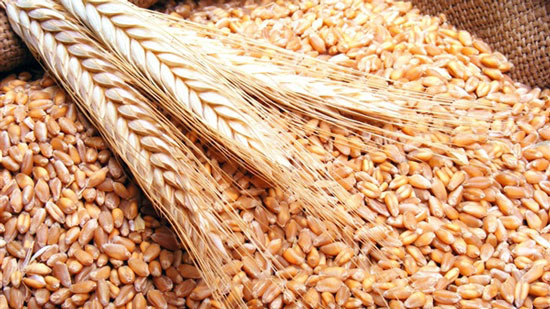 تراجع الأسعار العالمية للقمح والذرة خلال نوفمبر الجارى