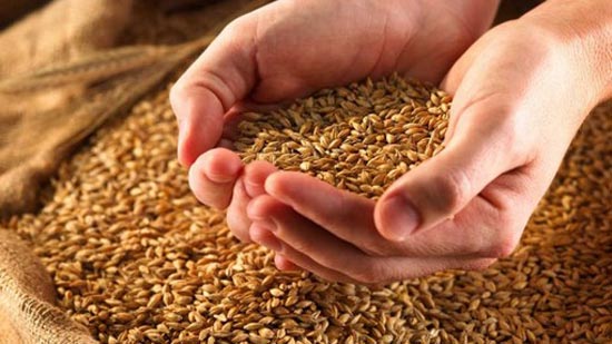 السلع التموينية تشترى 295 ألف طن من القمح الروسى والرومانى فى مناقصة