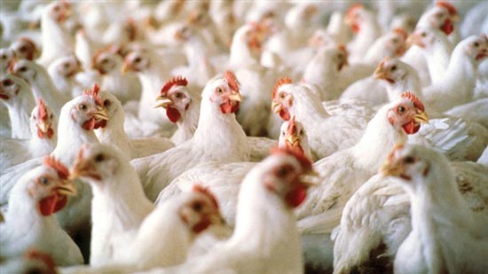 متحدث «الزراعة» يوجه نصائح للسيدات بشأن أزمة إنفلونزا الطيور ..فيديو