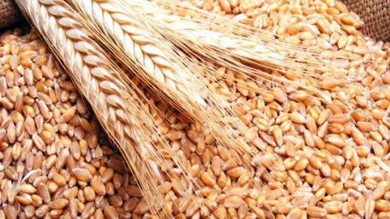 رويترز: مصر تشتري 115 ألف طن من القمح الروسي في مناقصة