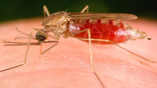 علماء دولييت يتوصلون إلى علاج فعال للملاريا
