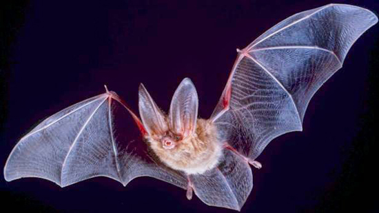 اكتشاف أسرار طول عمر الخفافيش قد يساعد البشر